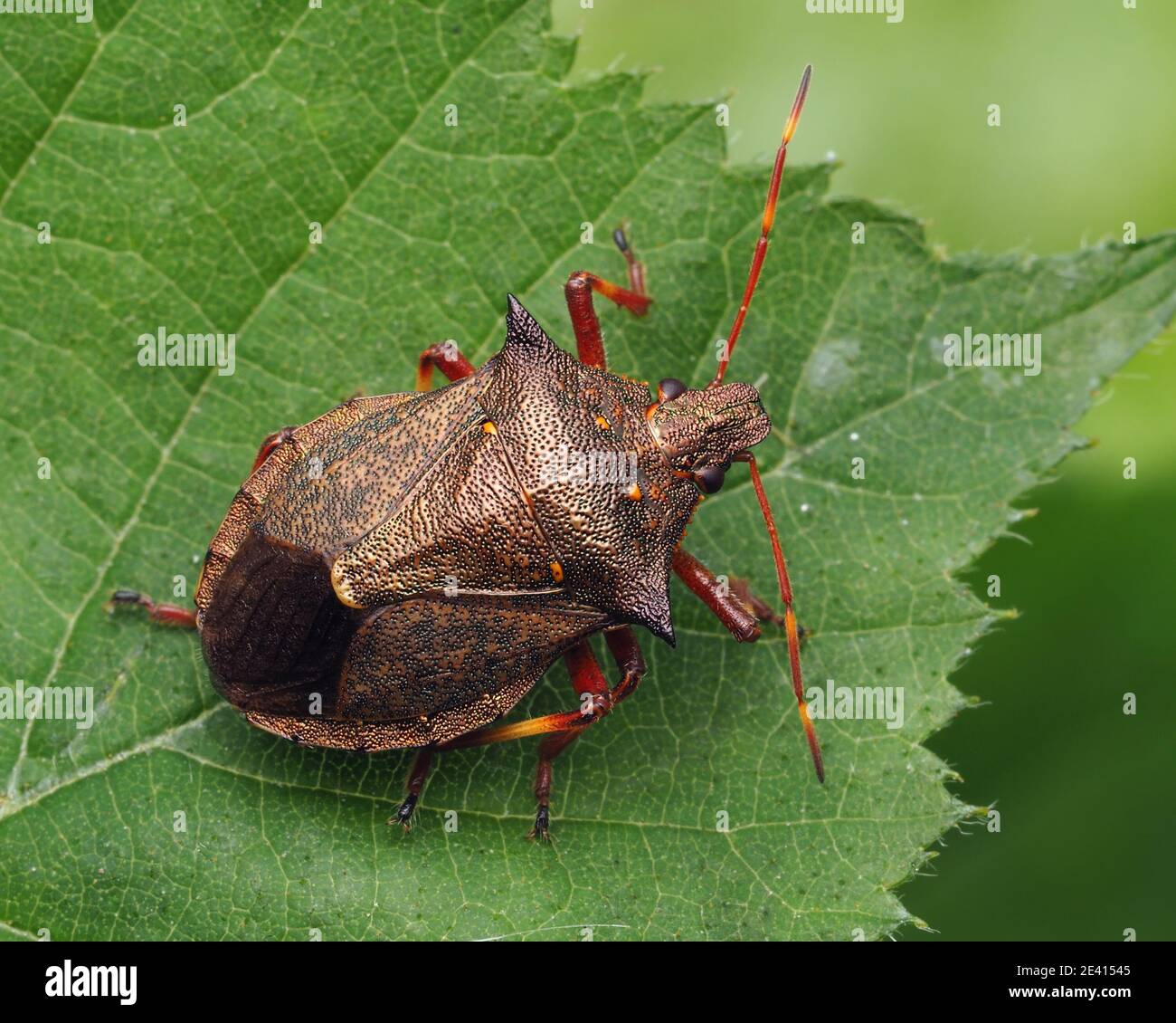Spiked Shieldbug (Picromerus bidens) at rest on leaf. Tipperary, Ireland Stock Photo