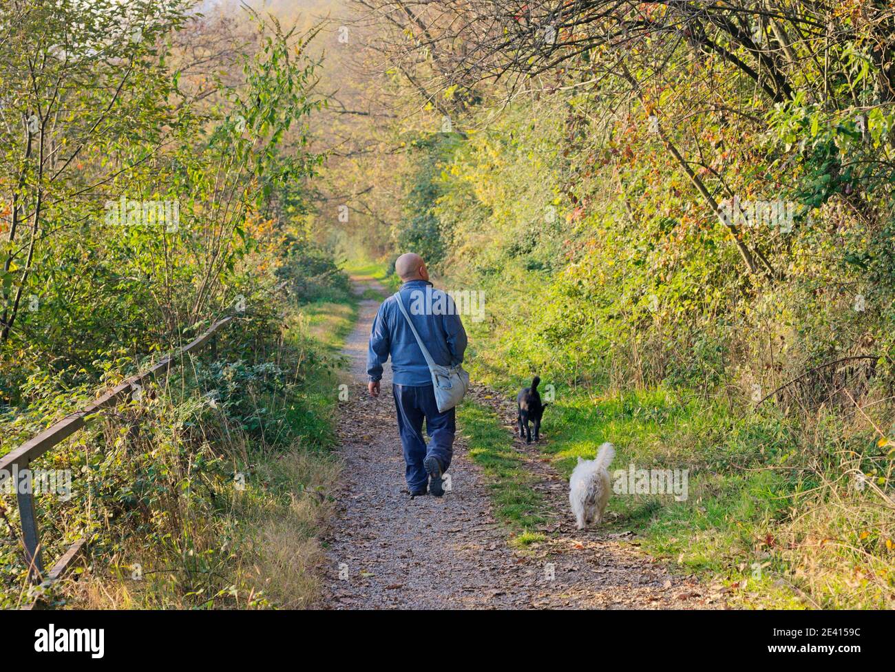 adult man with dogs walking in countryside Stock Photo