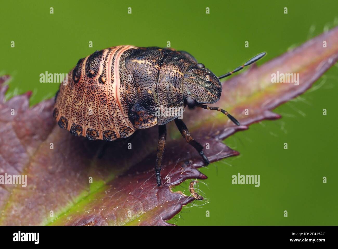Tortoise Shieldbug nymph (Eurygaster testudinaria) sitting on plant leaf. Tipperary, Ireland Stock Photo