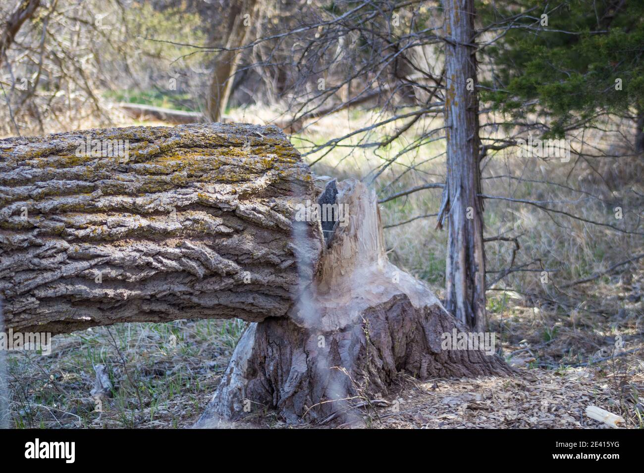 tree cut down by beavers along platte river Nebraska . High quality photo Stock Photo Alamy