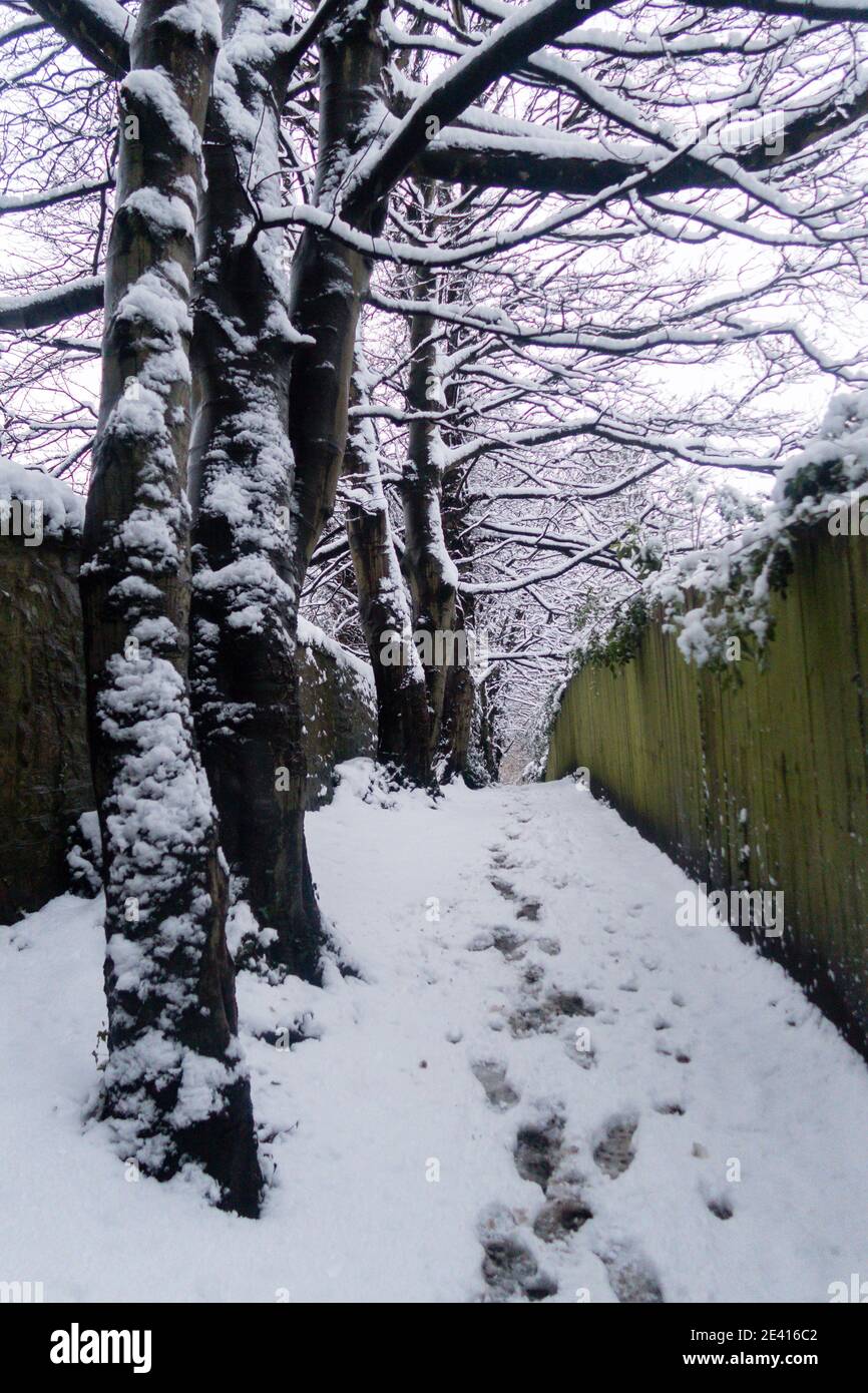 A path in the forest covered in snow Stock Photo