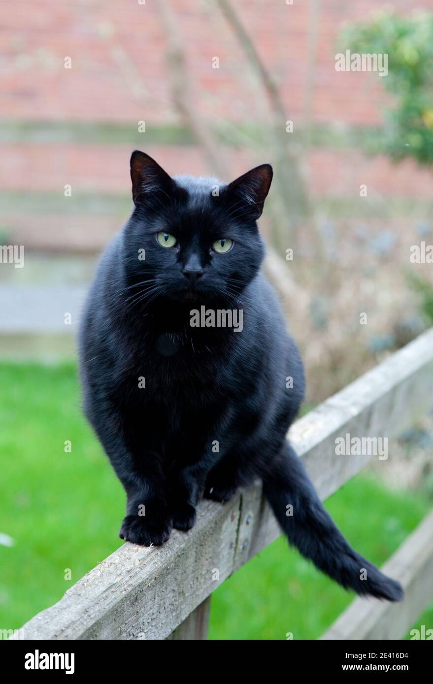 a lovely black cat with green eyes sat on a wooden fence Stock Photo ...