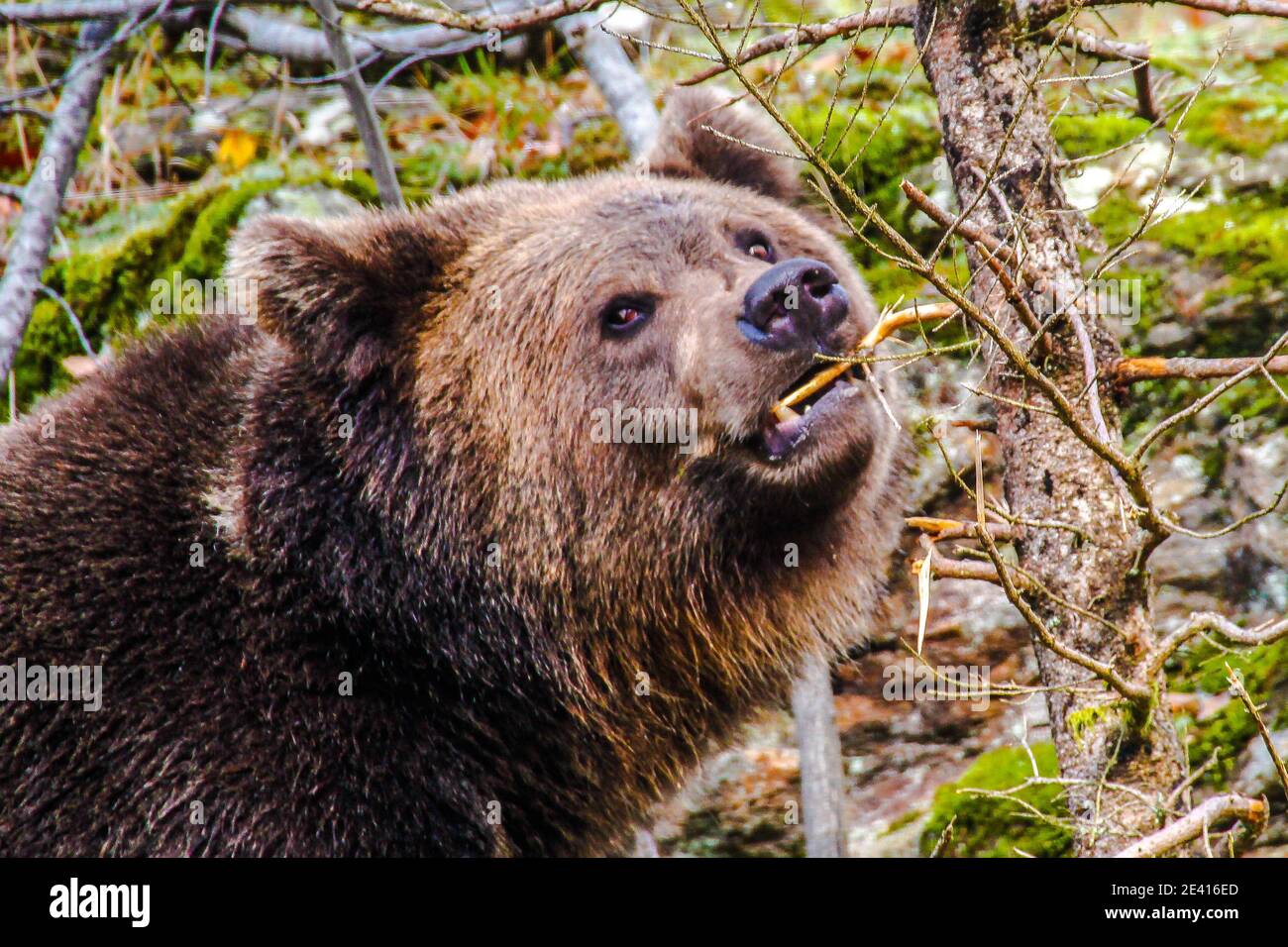 Brown bear (Ursus arctos arctos), outdoor in the National Park Bavarian ...