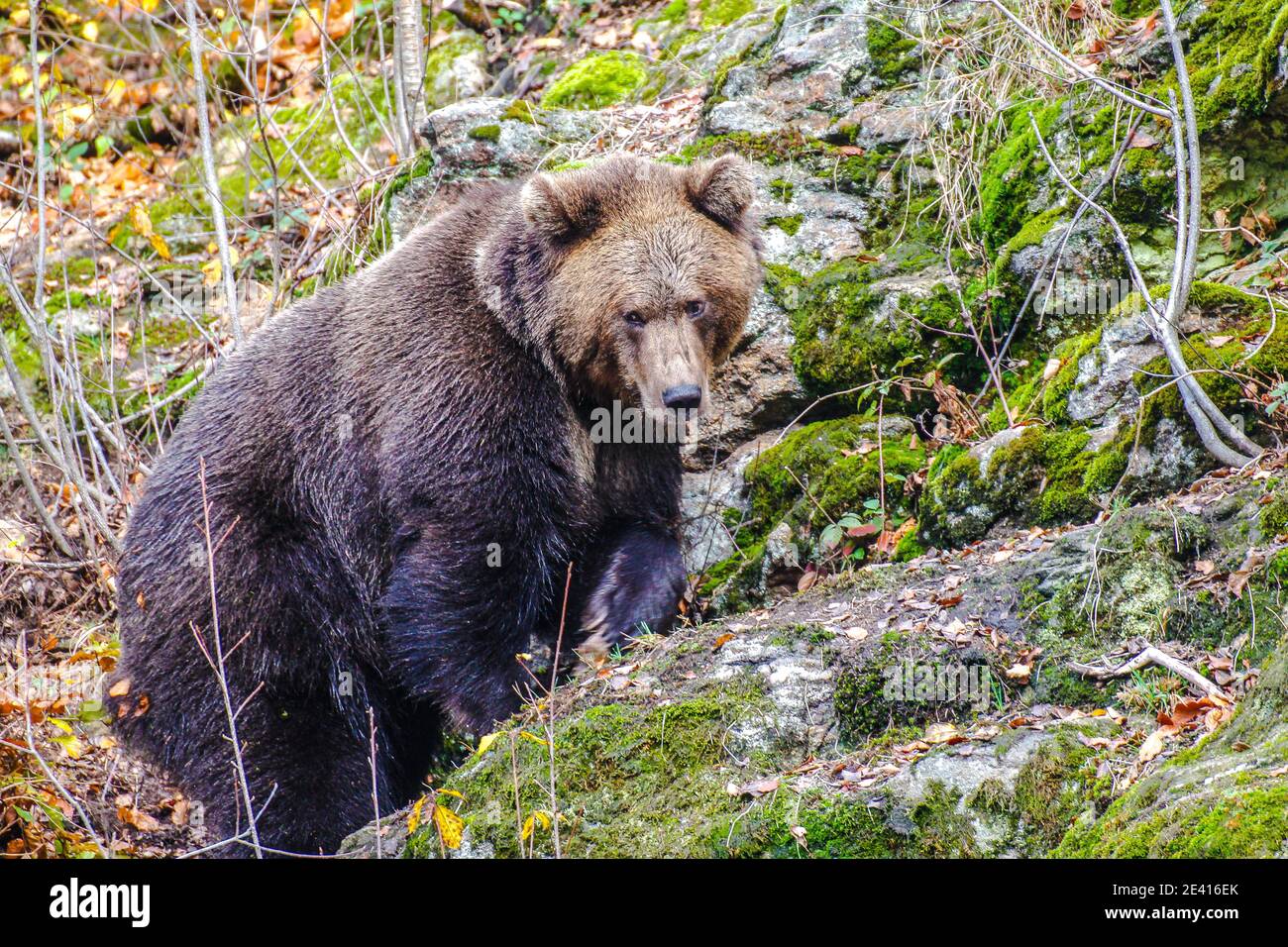 Brown bear (Ursus arctos arctos), outdoor in the National Park Bavarian ...