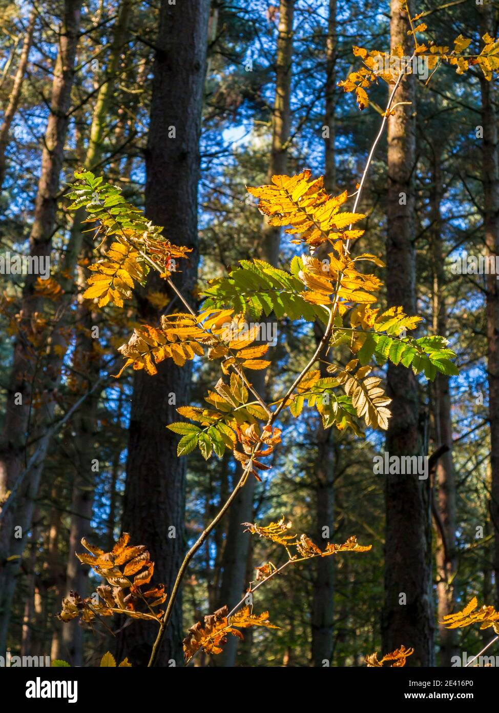 Sunlit leaves in autumn with forest of pine trees in background. Stock Photo