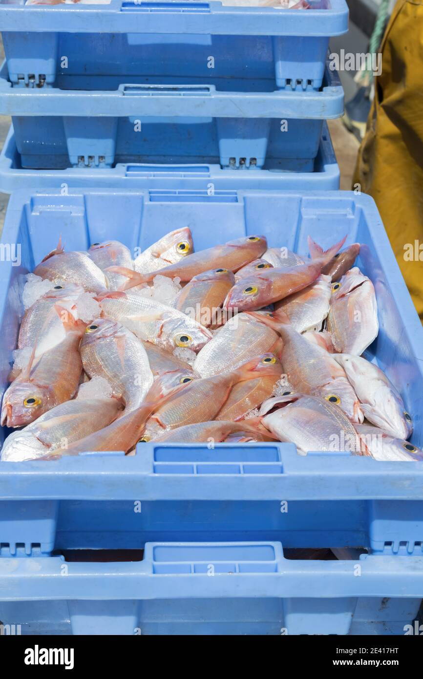 Vertical shot of a blue market box filled with recently caught red sea bream Stock Photo