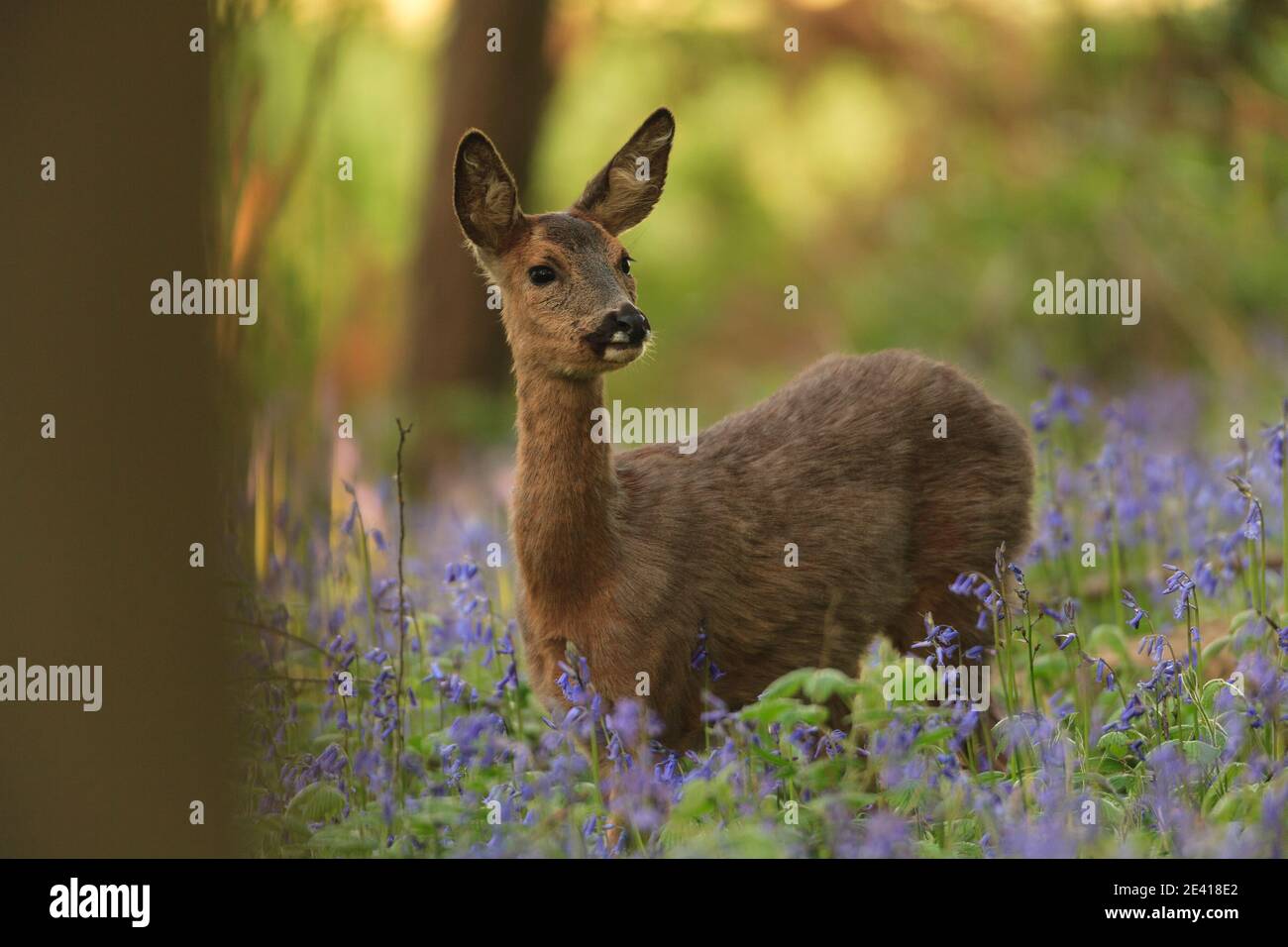 Roe deer woodland spring doe hi-res stock photography and images - Alamy