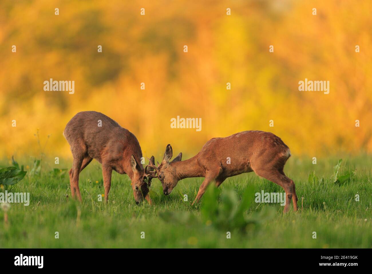 Roe deer female uk pair hi-res stock photography and images - Alamy
