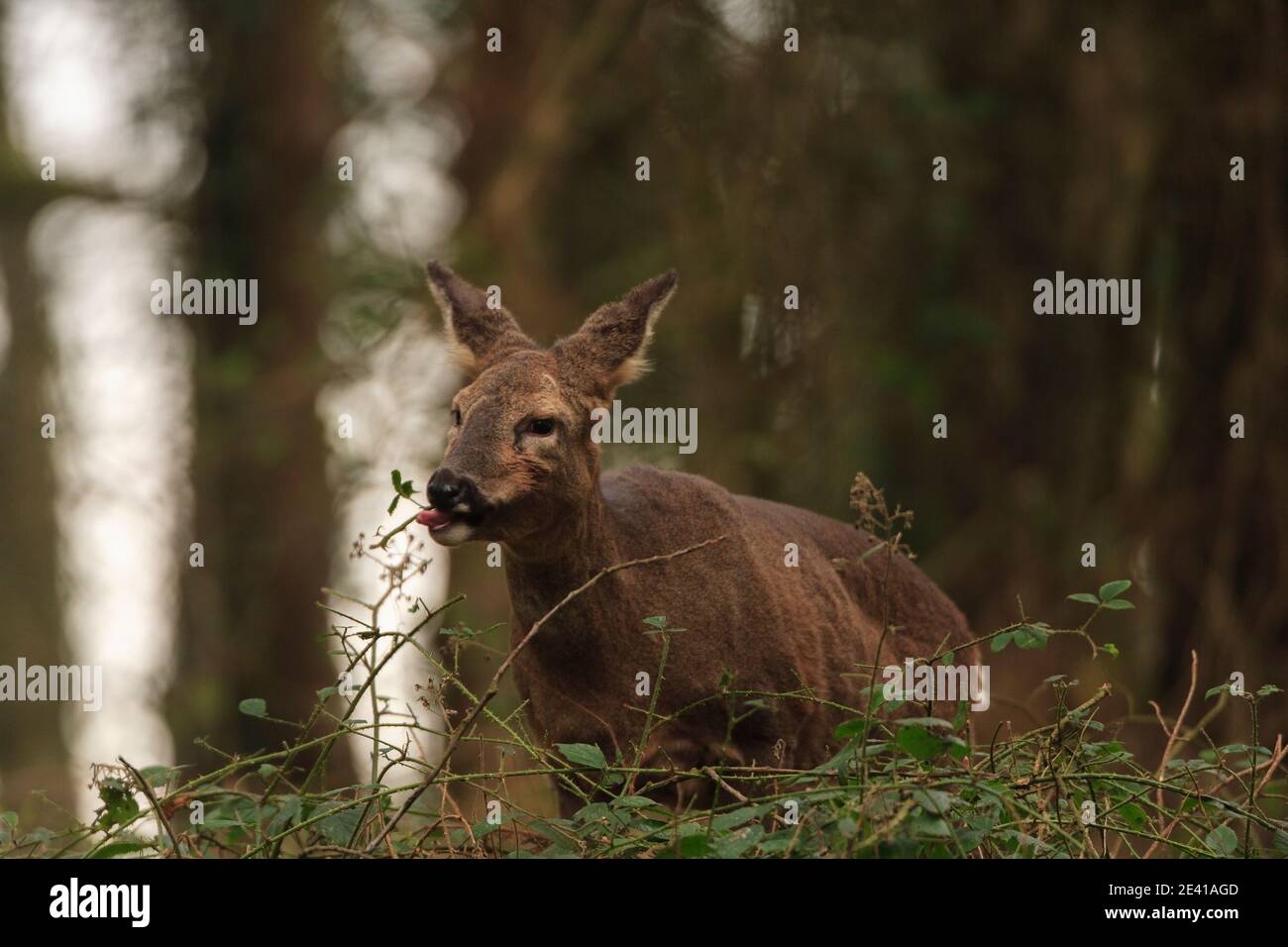 Roe deer winter woodland hi-res stock photography and images - Alamy