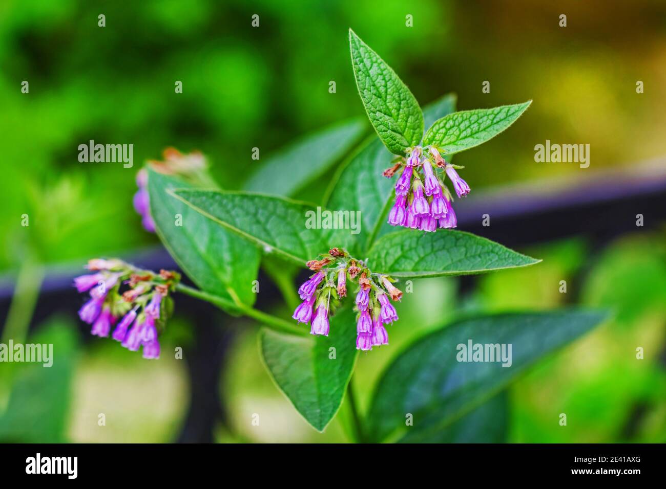 Pretty lilla flowers of comfrey at summer day Stock Photo