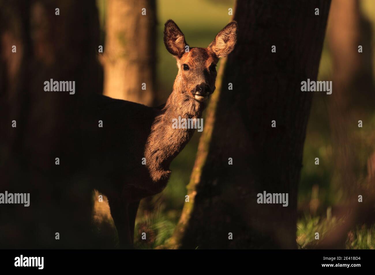 Roe deer spring moult hi-res stock photography and images - Alamy