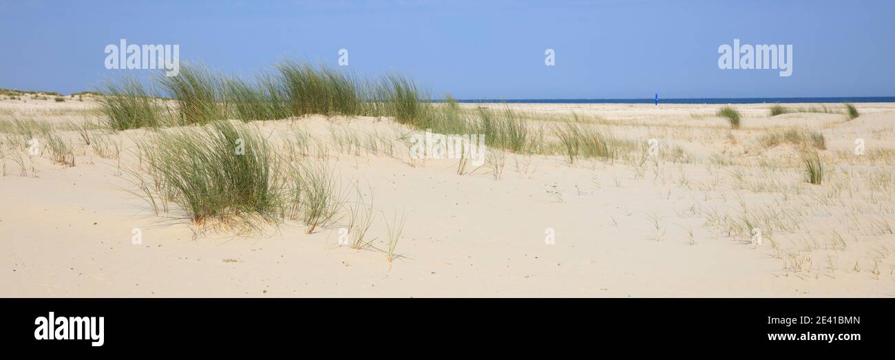 Dune landscape, Borkum, East Frisian Island, East frisia, Lower Saxony, Germany, Europe Stock Photo