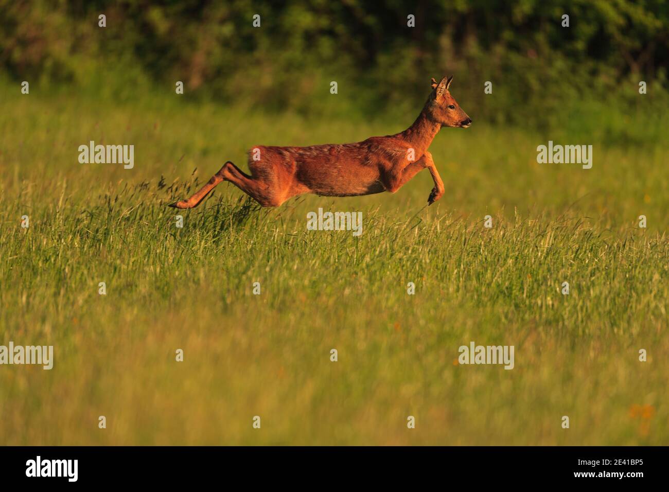 Leaping roe deer uk hi-res stock photography and images - Alamy