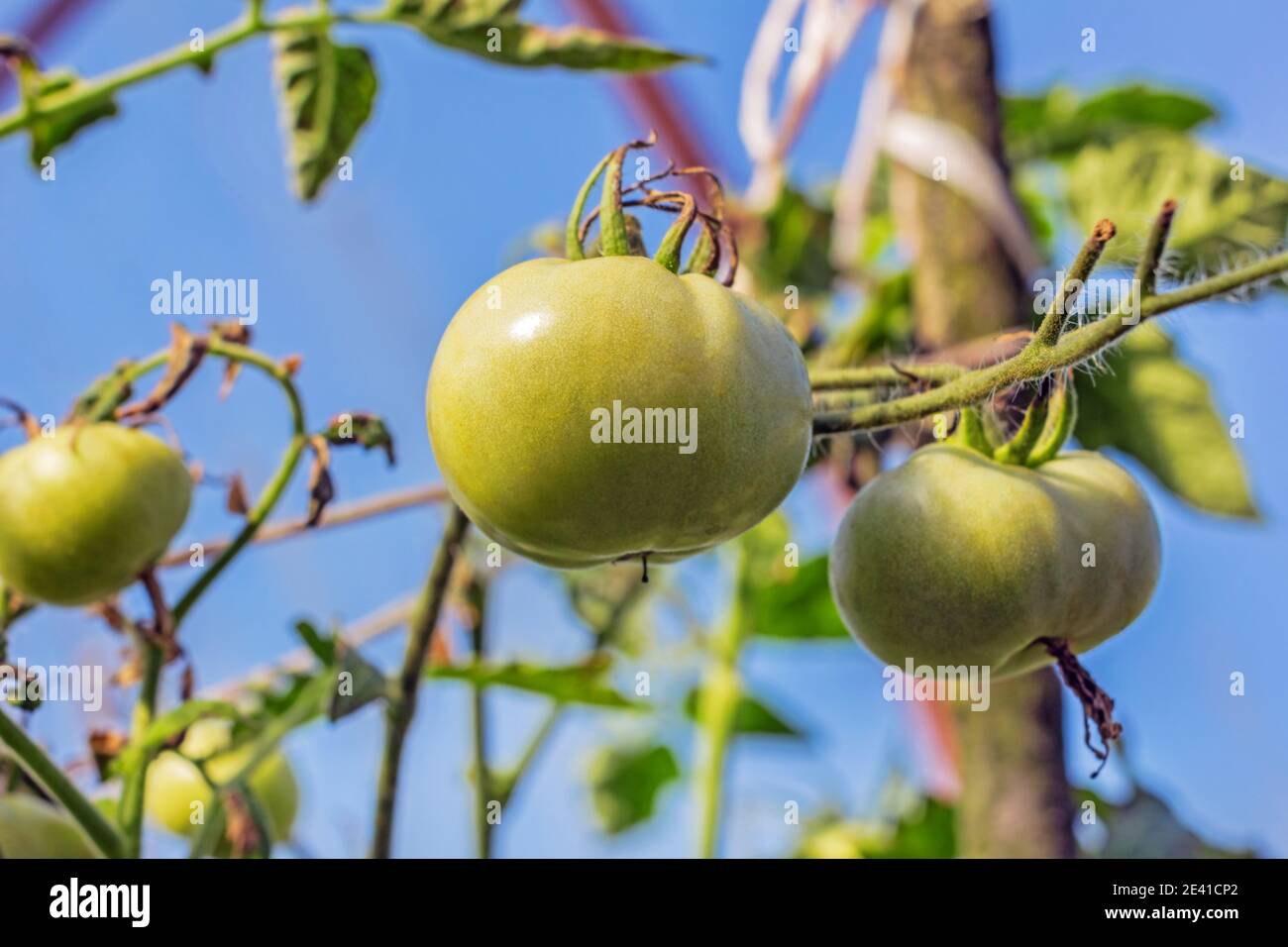 Pretty green tomatoes on branch in garden at sunny summer day Stock Photo