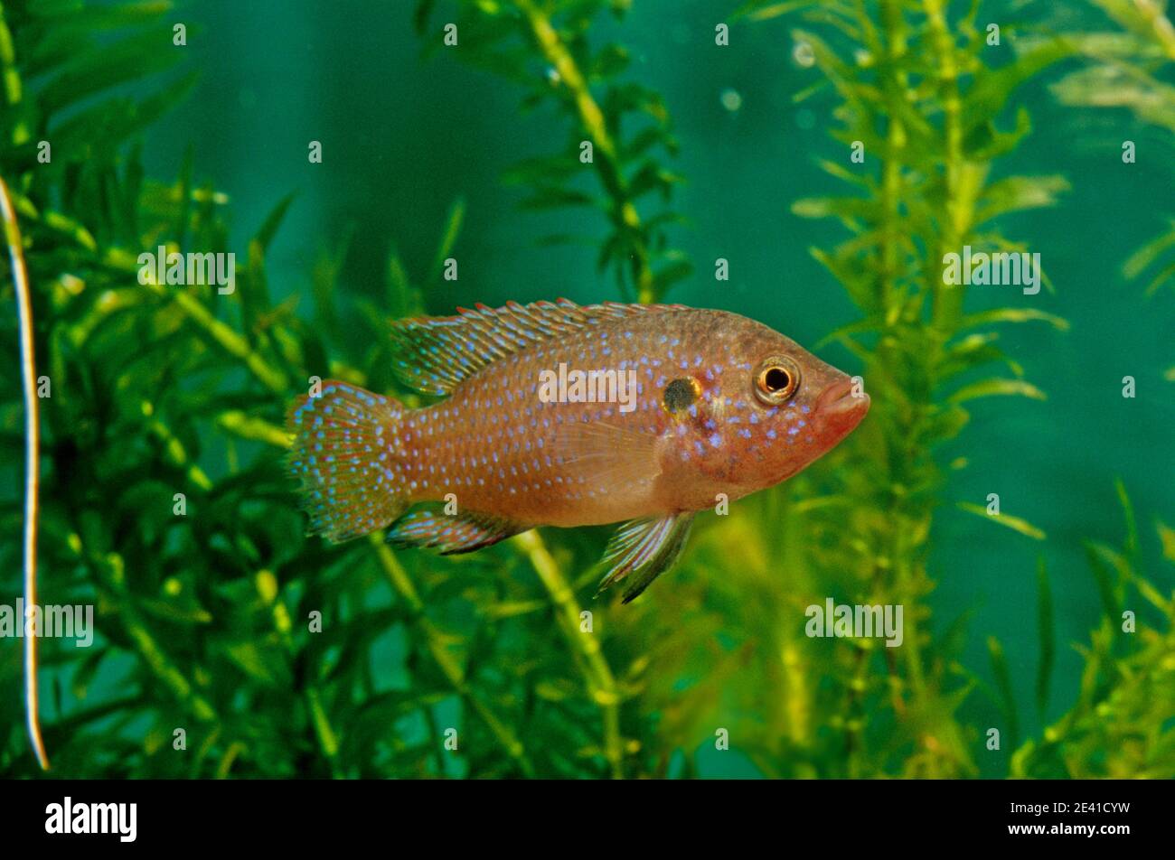 Hemichromis lifalili, common name blood-red jewel cichlid, is a species of fish in the family Cichlidae. Stock Photo