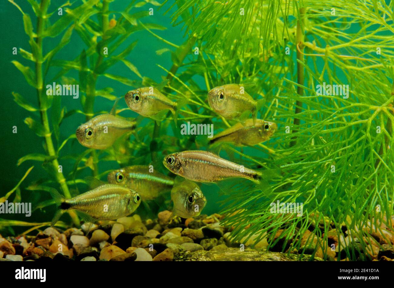 Hemigrammus is a genus of freshwater fish in the family Characidae native to South America Stock Photo