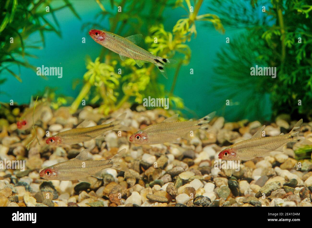 Hemigrammus bleheri is a species of characin found in Amazon Basin in Brazil and Peru. Stock Photo