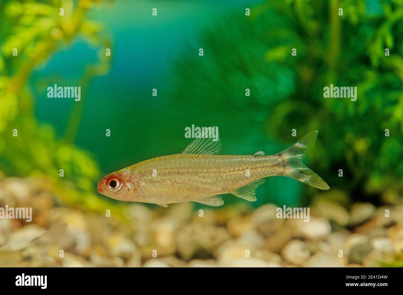 Hemigrammus bleheri is a species of characin found in Amazon Basin in Brazil and Peru. Stock Photo
