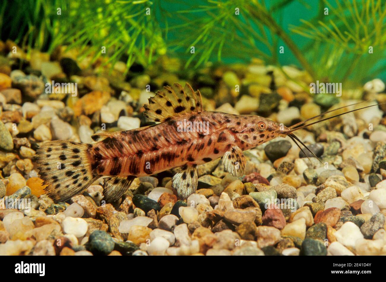 Megalechis thoracata (black marble hoplo is a species of catfish of the family Callichthyidae. Stock Photo