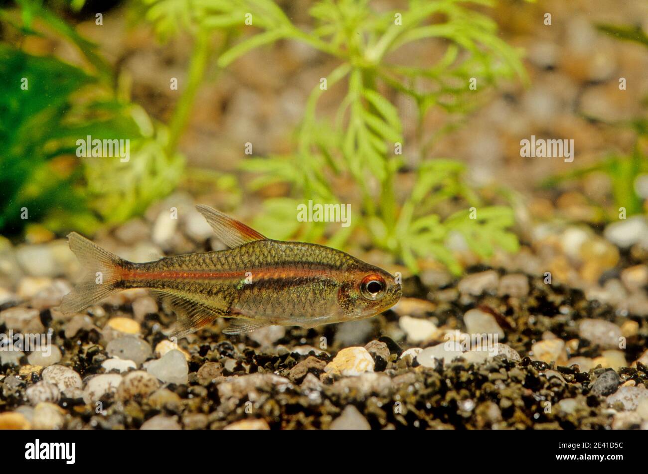 The flame tetra (Hyphessobrycon flammeus), also known as the red tetra or Rio tetra, is a small freshwater fish of the characin family Characidae. Stock Photo
