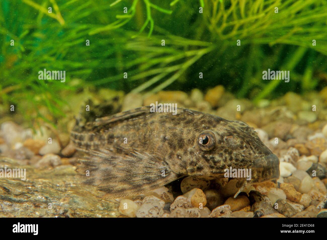 Hypostomus plecostomus, also known as the suckermouth catfish or the common pleco, is a tropical fish belonging to the armored catfish family (Loricar Stock Photo
