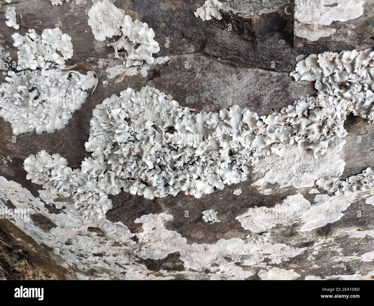 Closeup shot of a beautiful Parmelia sulcata mushroom on the stone surface Stock Photo