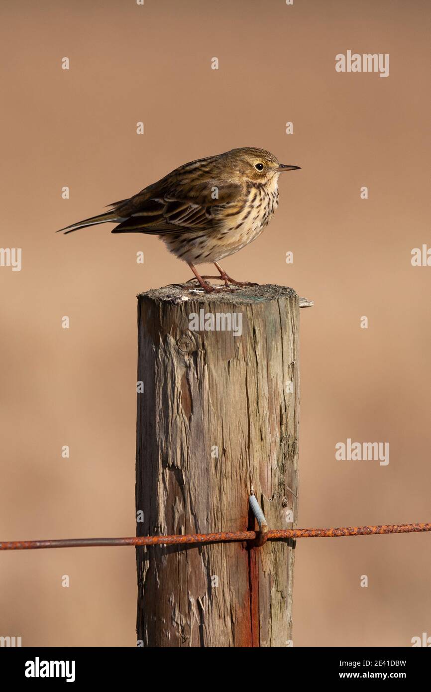 Meadow pipit (Anthus pratensis), Yorkshire, UK Stock Photo