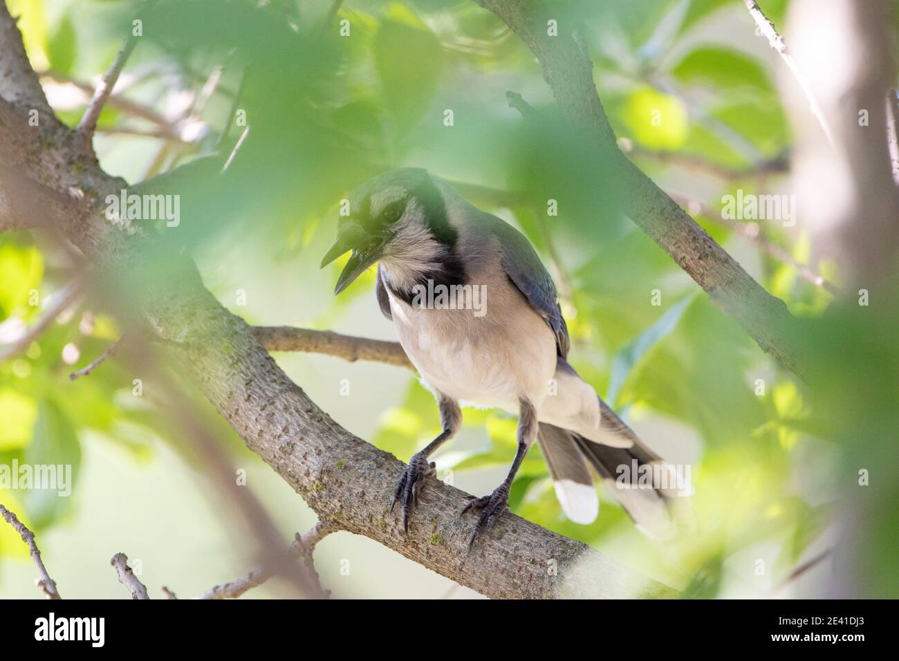Blue Jay hidden in a tree in the backyard Stock Photo