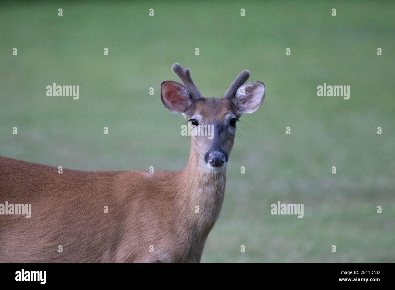 Deer feeding in a meadow in the dark shadows of the evening Stock Photo ...