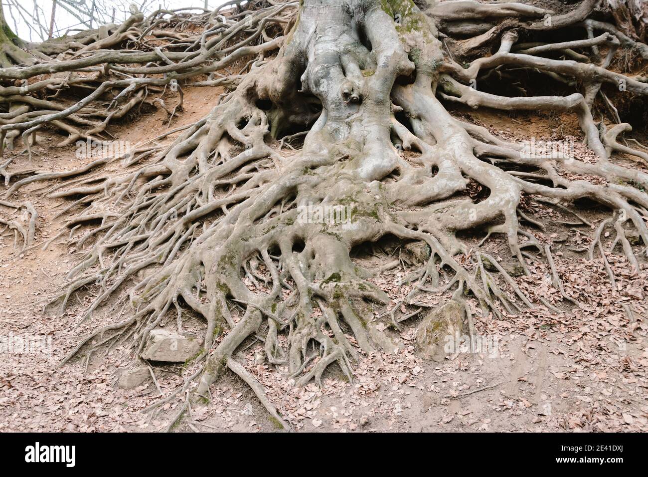 High angle shot of the beautiful roots of a tree grown on the surface ...