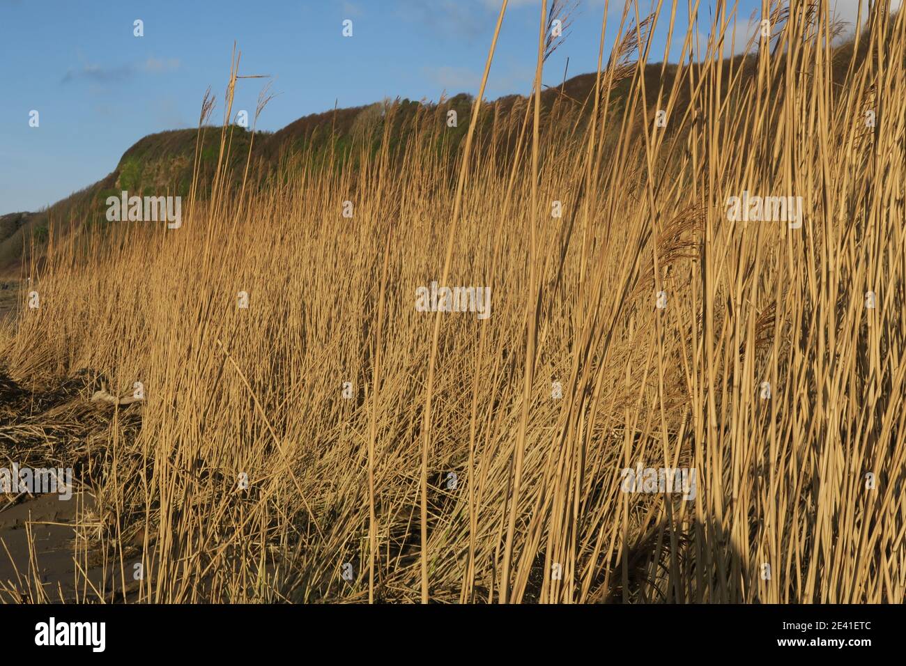 Grasses growing on the shoreline at Croy Shore, Ayrshire, Scotland, UK Stock Photo