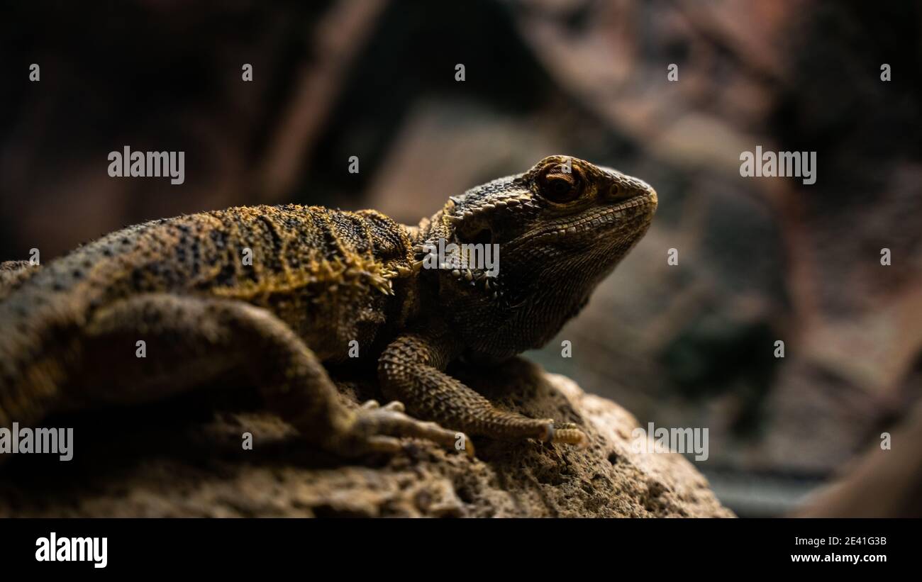 agama in a terrarium Stock Photo