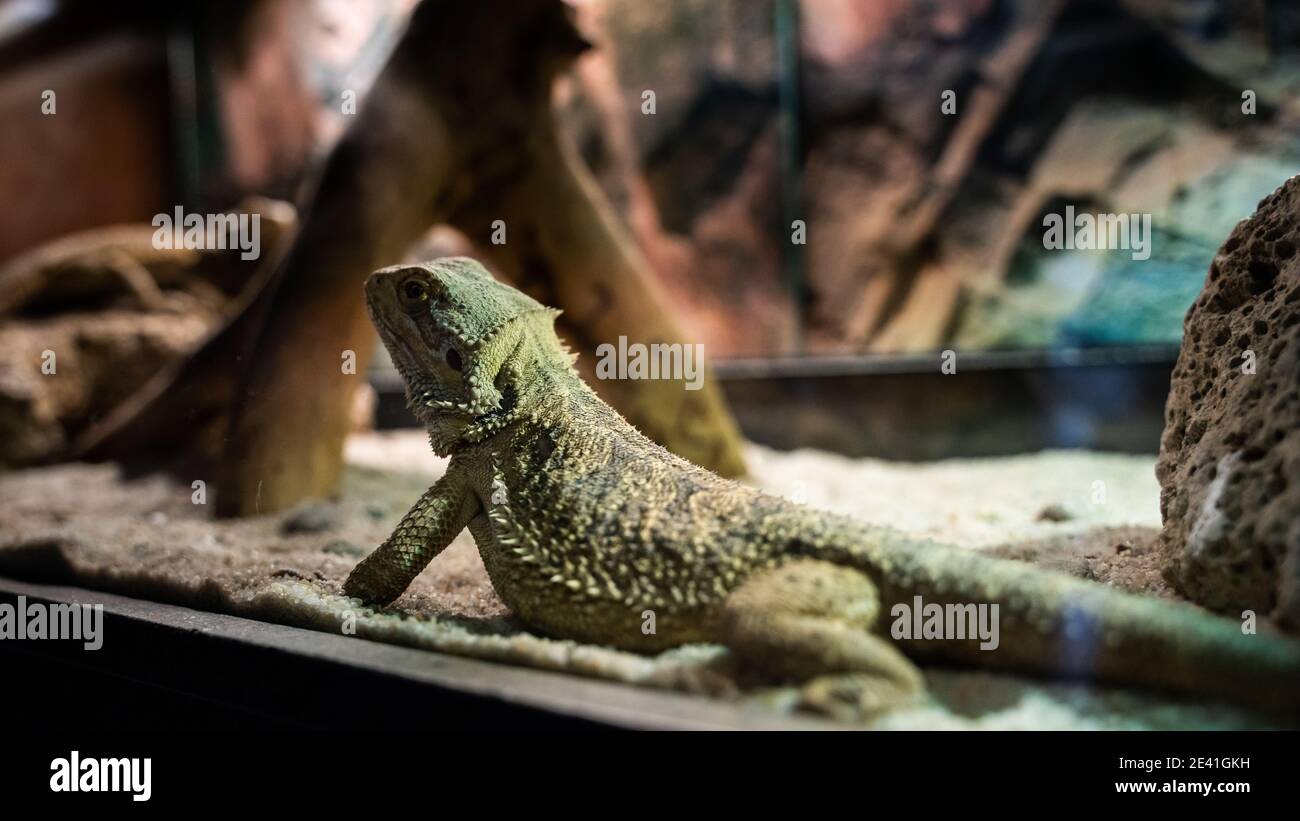 Agama in the terrarium Stock Photo