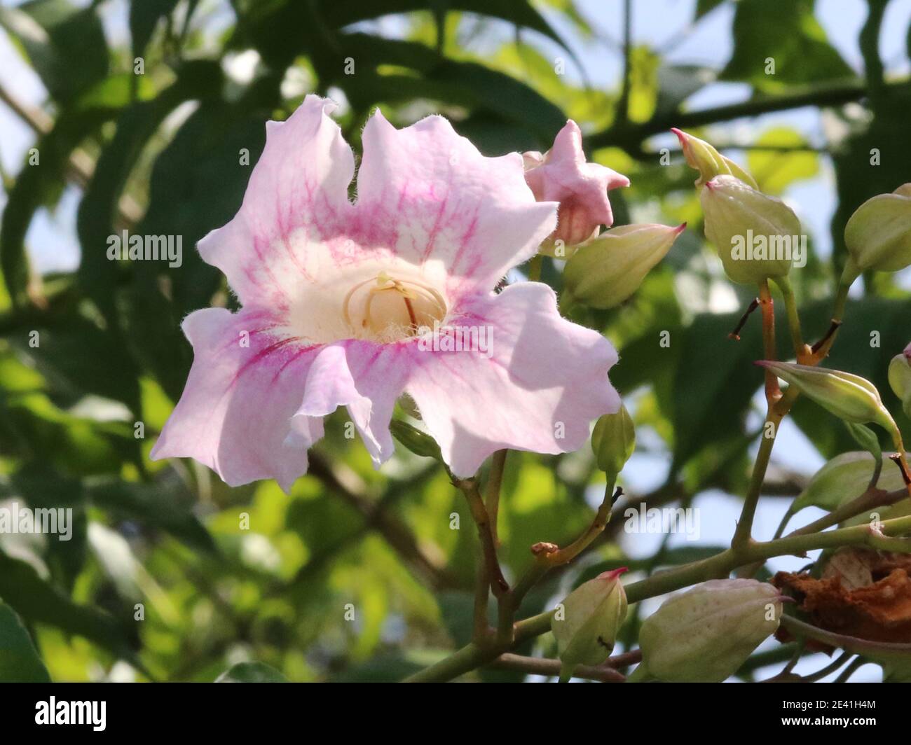 Podranea, Pink Trumpet Vine, Bignone Rose (Podranea ricasoliana), blooming, Spain, Balearic Islands, Majorca Stock Photo
