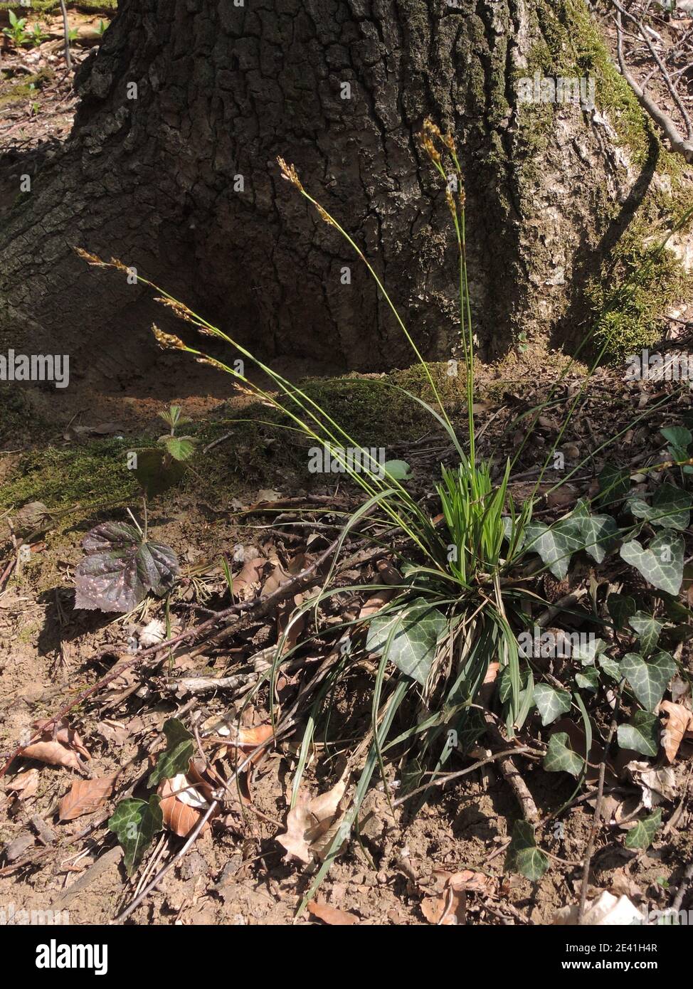 fingered sedge (Carex digitata), blooming, Germany, North Rhine-Westphalia Stock Photo