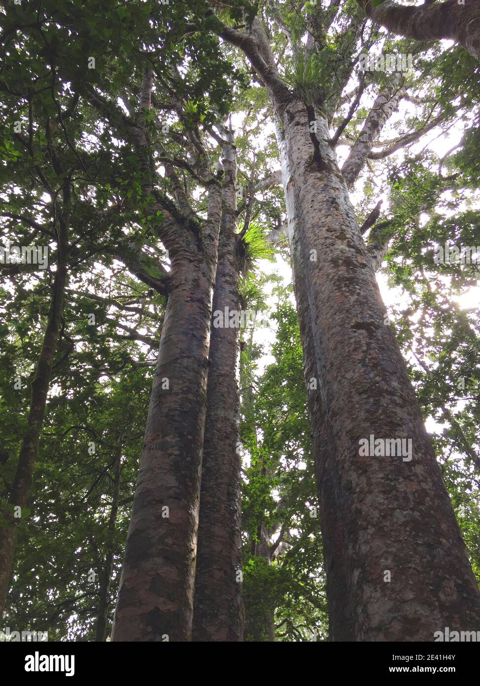 Kauri Pine (Agathis australis), group of Kauri Pines, New Zealand, Northern Island, Waipoua Forest Stock Photo
