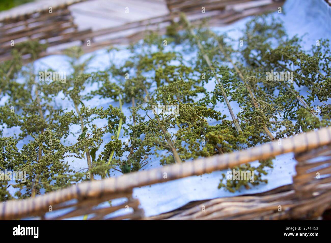 stinging nettle (Urtica dioica), stalks with nettle seeds are dried on a tray, Germany Stock Photo