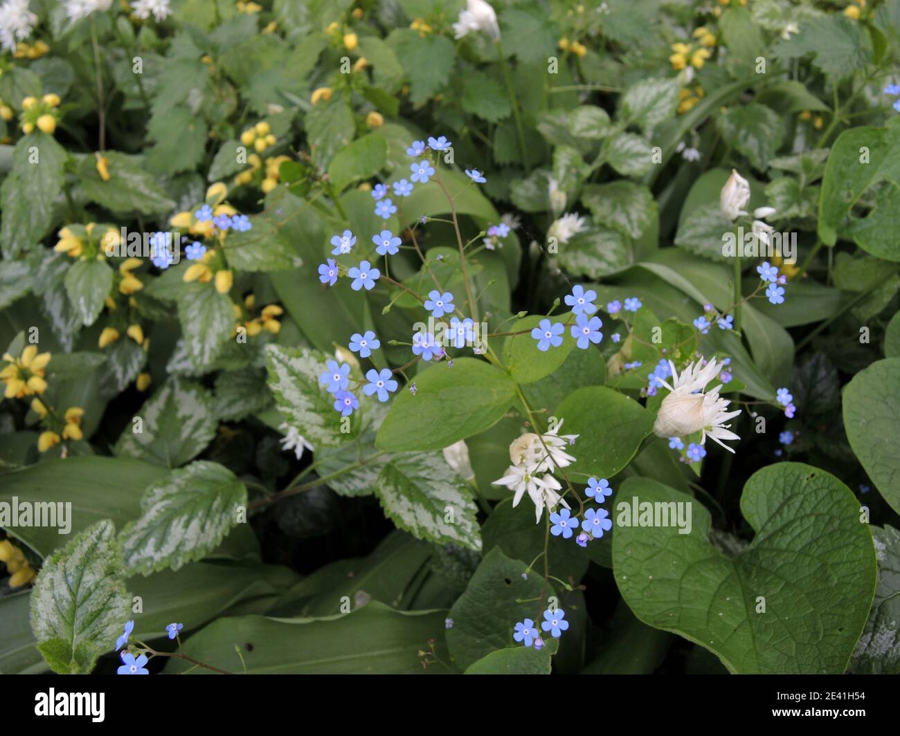 Heartleaf brunnera, Siberian bugloss (Brunnera macrophylla), blooming in a flowerbed with ramson and Stock Photo
