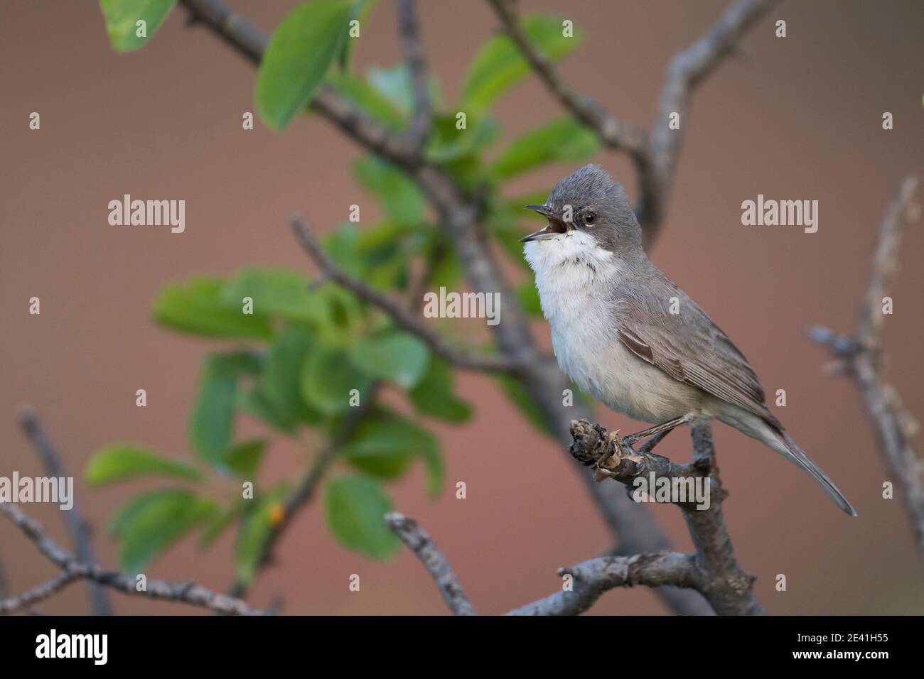 Hume's Whitethroat (Curruca althaea, Sylvia althaea), adult perched on a branch singing, Tajikistan Stock Photo