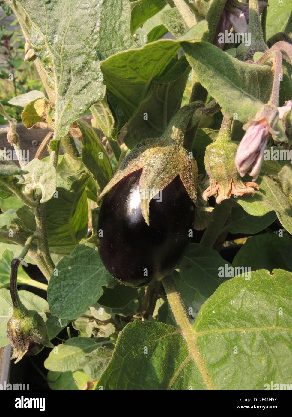 eggplant, eggplant (Solanum melongena), fruit Stock Photo Alamy