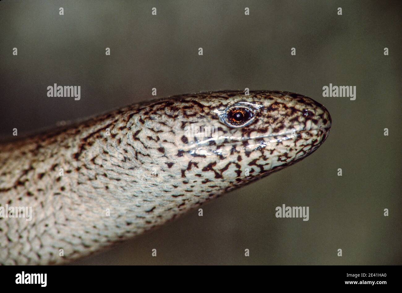 European slow worm, blindworm, slow worm (Anguis fragilis), portrait, Germany Stock Photo