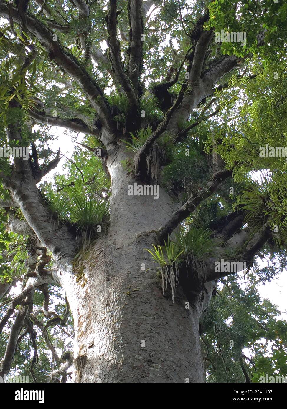 Kauri Pine (Agathis australis), tree top with epiphytes, New Zealand, Northern Island, Waipoua Forest Stock Photo