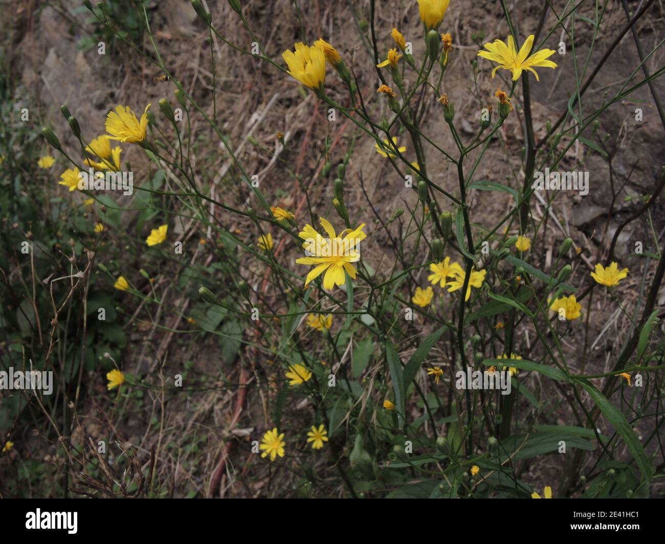 Medium nipplewort (Lapsana intermedia, Lapsana communis subsp. intermedia), blooming, Germany, North Rhine-Westphalia Stock Photo