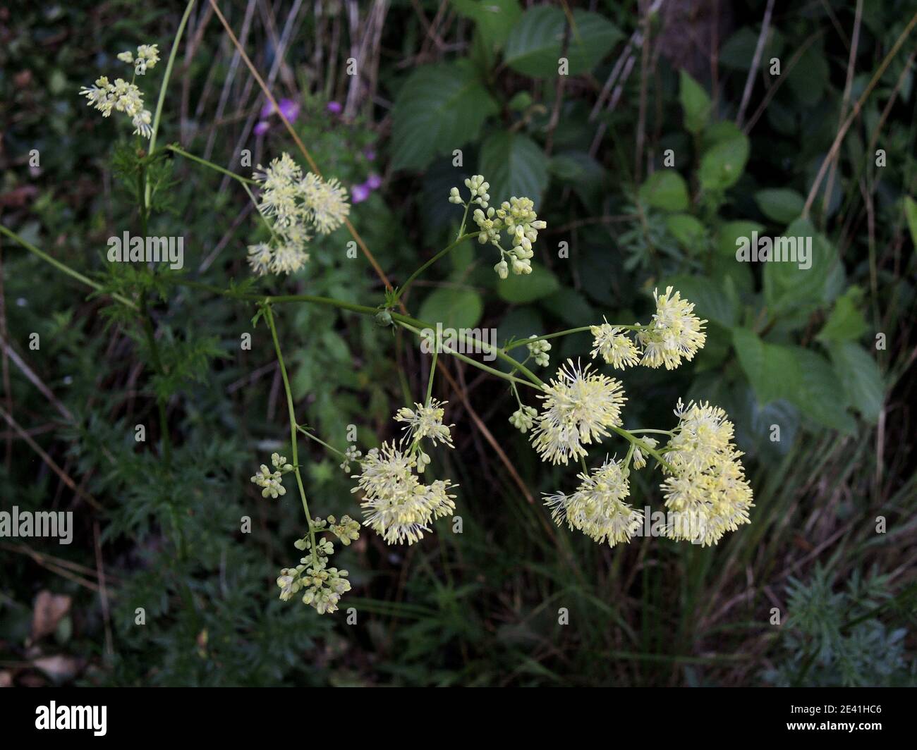 common meadow-rue (Thalictrum flavum), blooming, Germany Stock Photo
