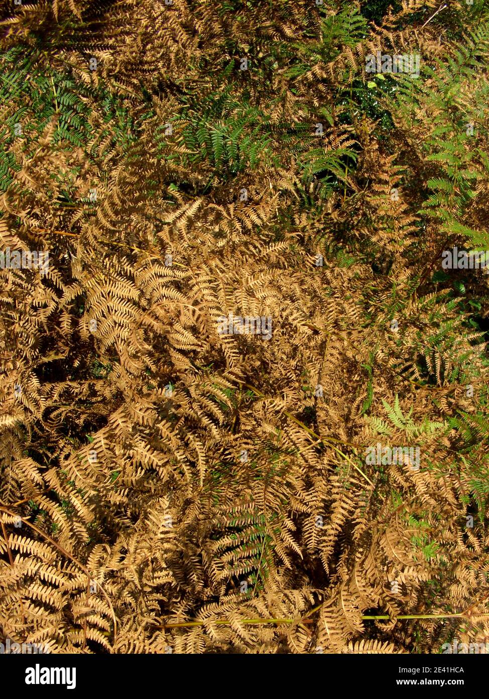 bracken fern (Pteridium aquilinum), dry population at wayside, Germany Stock Photo