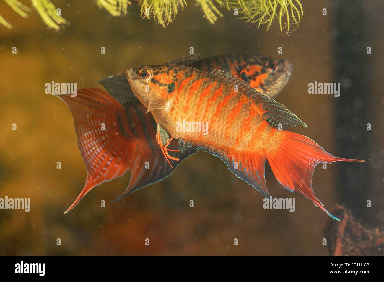 paradise fish, paradisefish, paradise gourami (Macropodus opercularis), pair with nuptial colouration Stock Photo