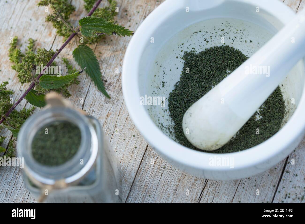 stinging nettle (Urtica dioica), seeds are crushed in a mortar, Germany Stock Photo