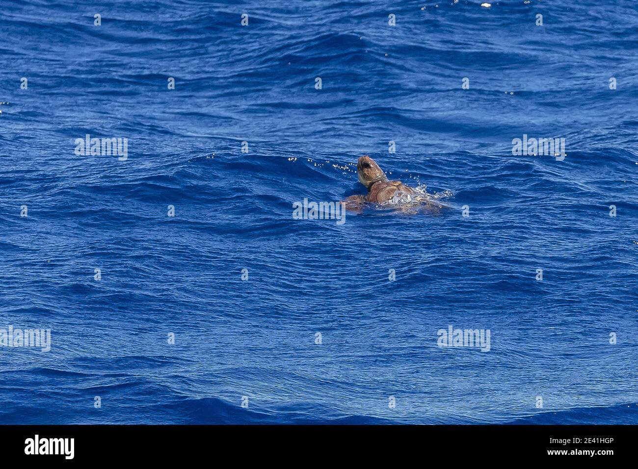 loggerhead sea turtle, loggerhead (Caretta caretta), swimming, Azores, Terceira Stock Photo