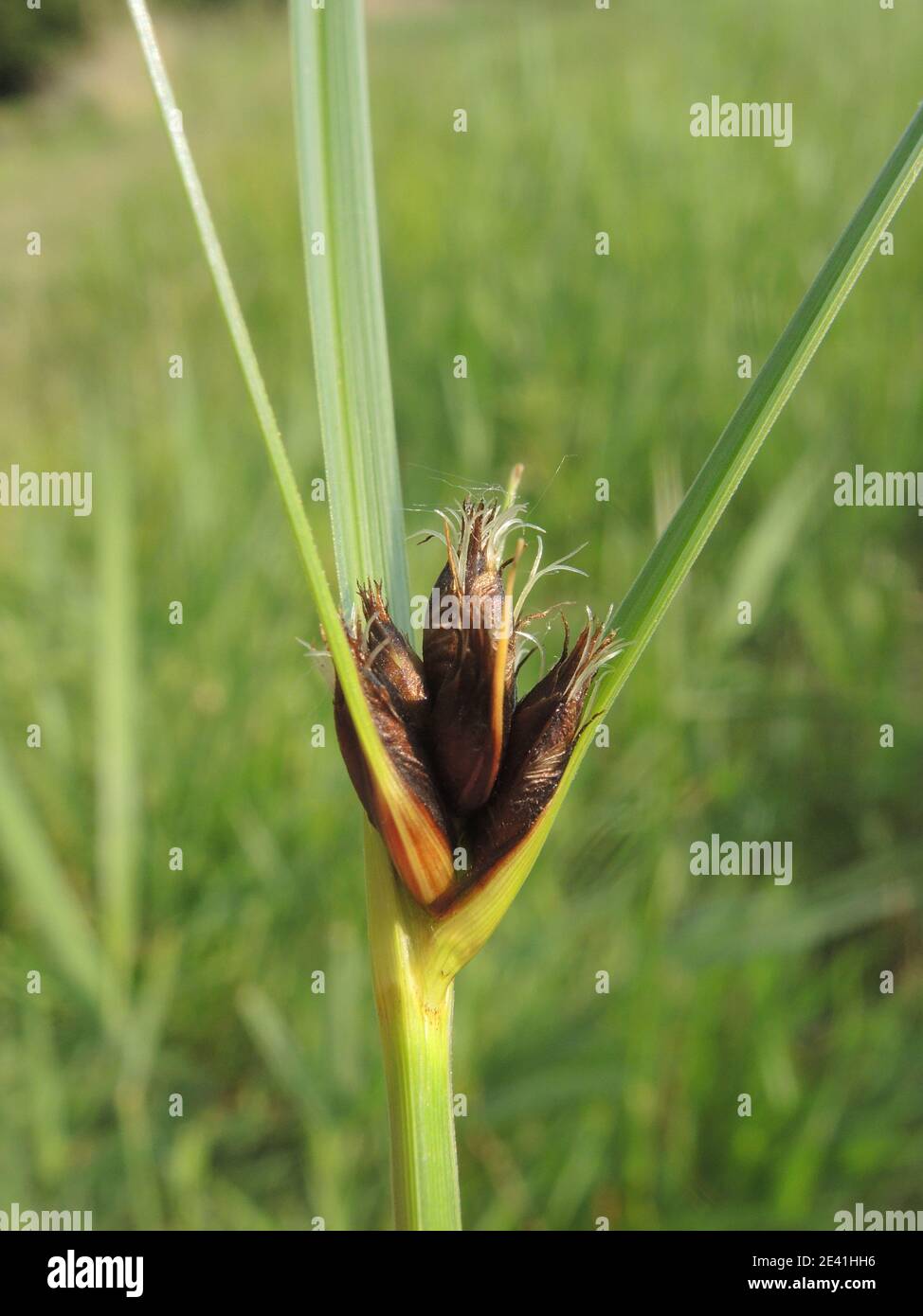 sea club-rush, saltmarsh club-rush (Bolboschoenus maritimus var. compactus, Bolboschoenus maritimus subsp.. compactus ), inflorescence, Germany, Stock Photo