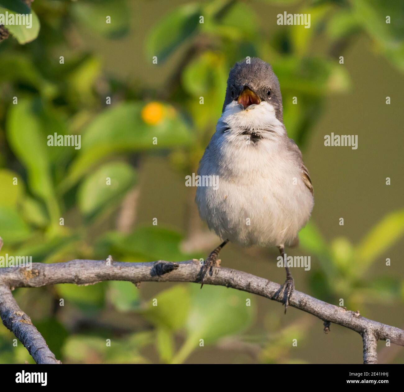 Hume's Whitethroat (Curruca althaea, Sylvia althaea), adult perched on a branch singing, Tajikistan Stock Photo